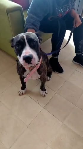 Dog sighting photo