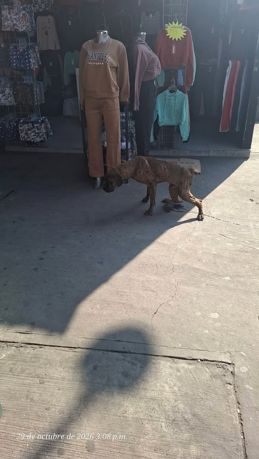 Dog sighting photo