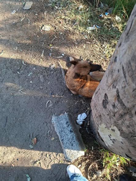 Dog sighting photo