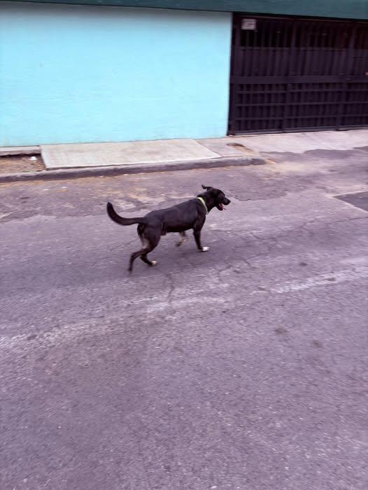 Foto del avistamiento de perro