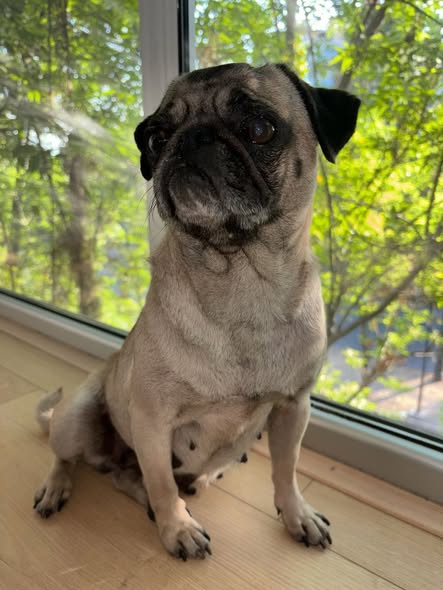 Foto del avistamiento de perro