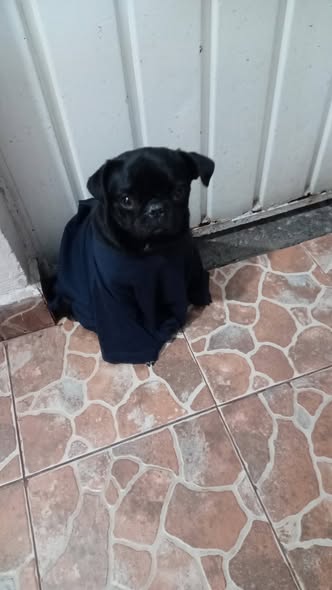 Foto del avistamiento de perro