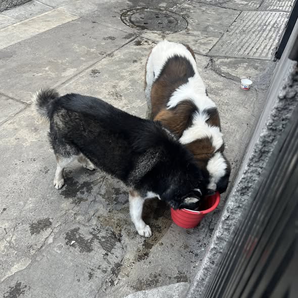 Foto del avistamiento de perro