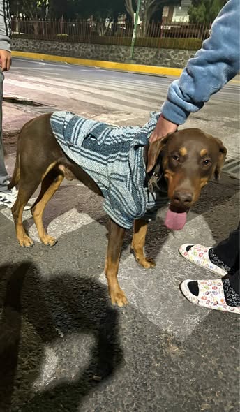 Foto del avistamiento de perro