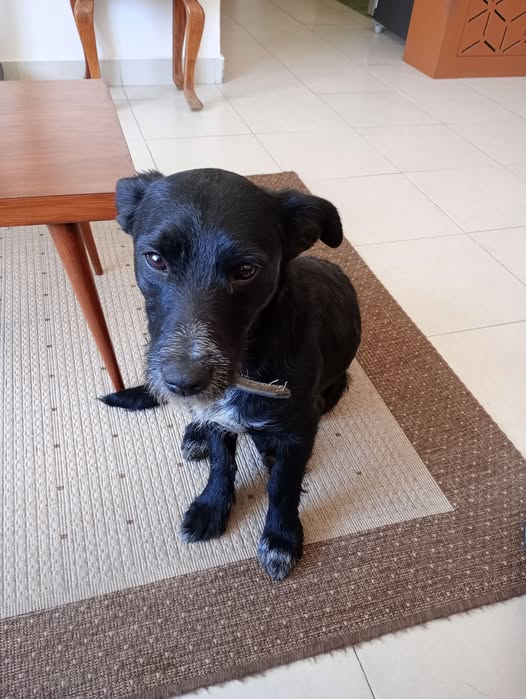 Foto del avistamiento de perro