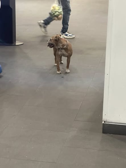 Foto del avistamiento de perro