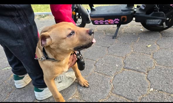 Foto del avistamiento de perro