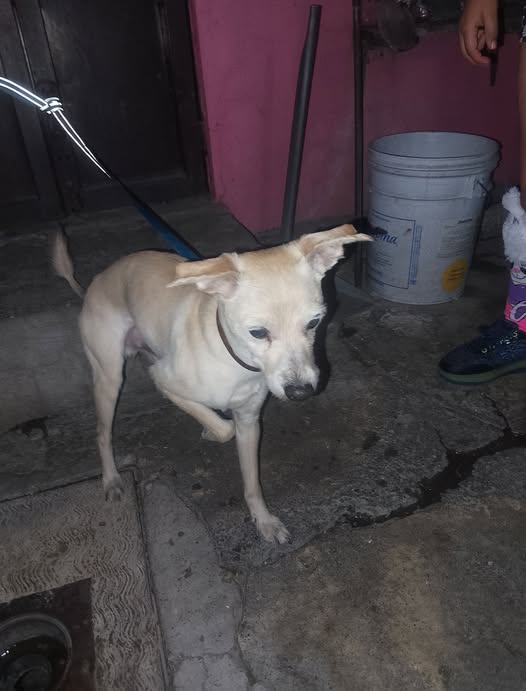 Foto del avistamiento de perro