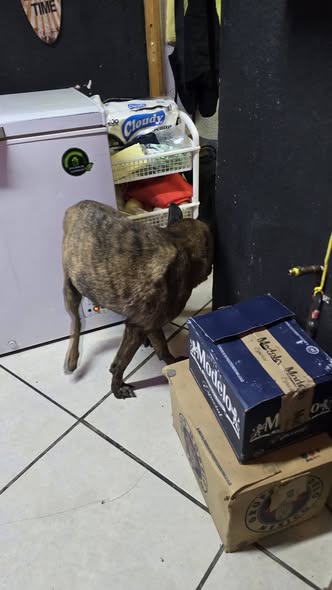 Foto del avistamiento de perro