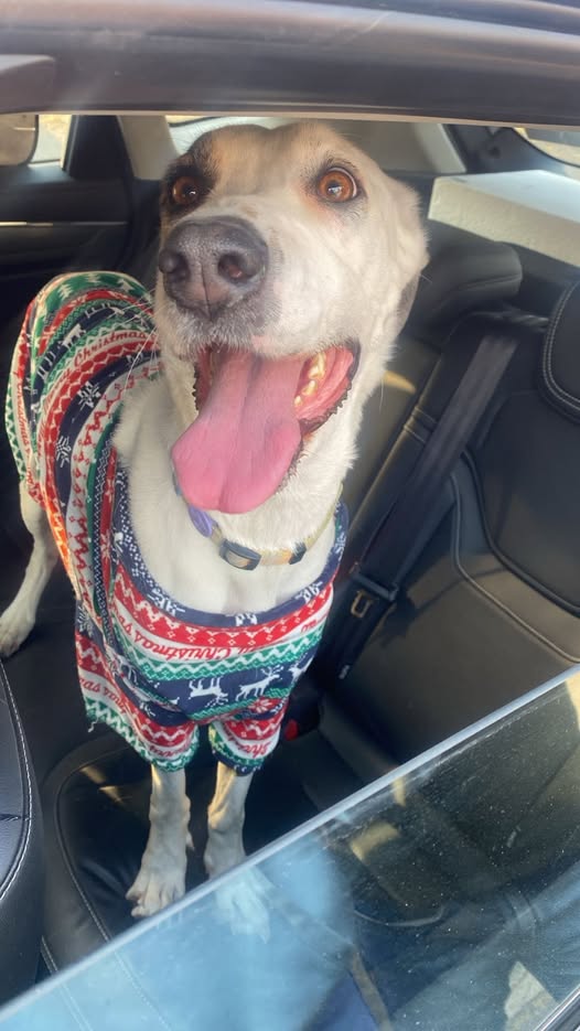 Foto del avistamiento de perro