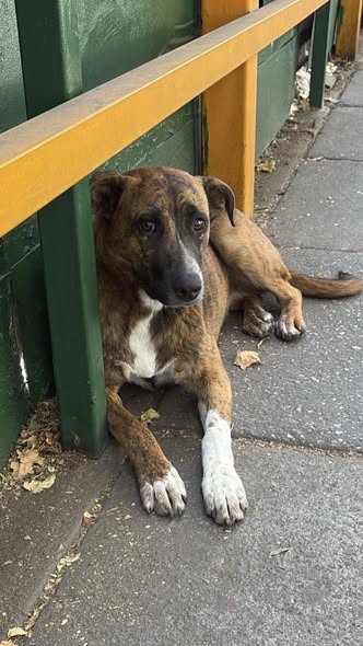 Foto del avistamiento de perro