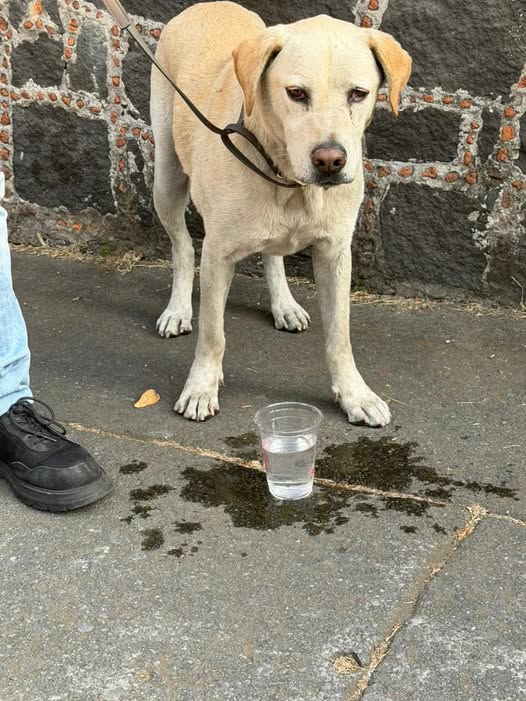Foto del avistamiento de perro