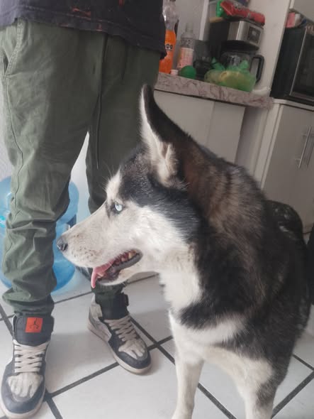 Foto del avistamiento de perro