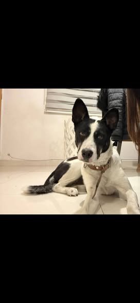 Foto del avistamiento de perro