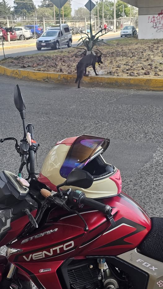 Foto del avistamiento de perro