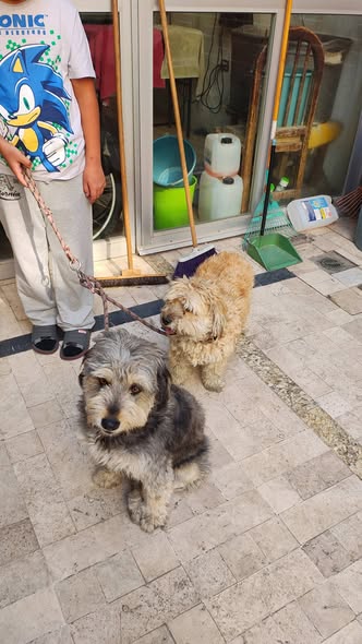 Foto del avistamiento de perro