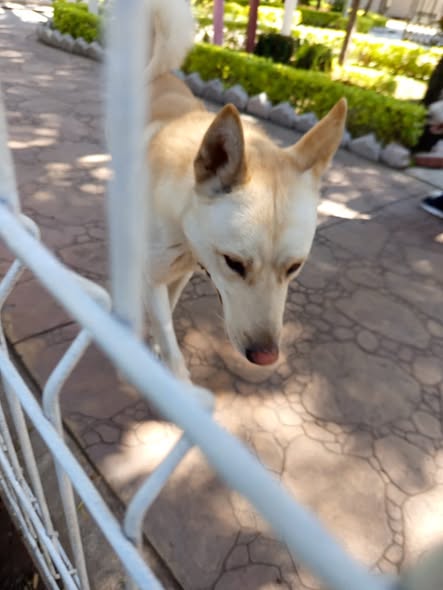 Foto del avistamiento de perro