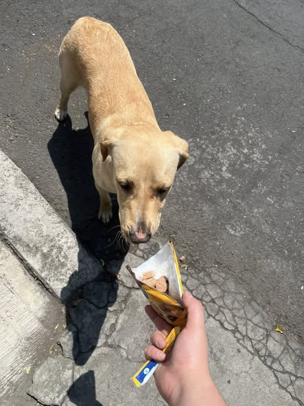 Foto del avistamiento de perro