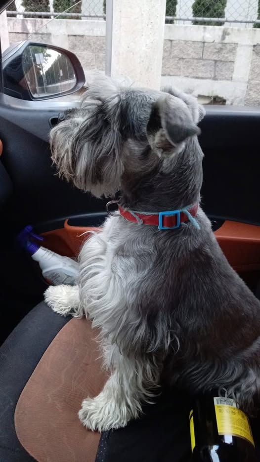 Foto del avistamiento de perro