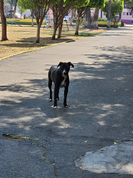 Foto del avistamiento de perro