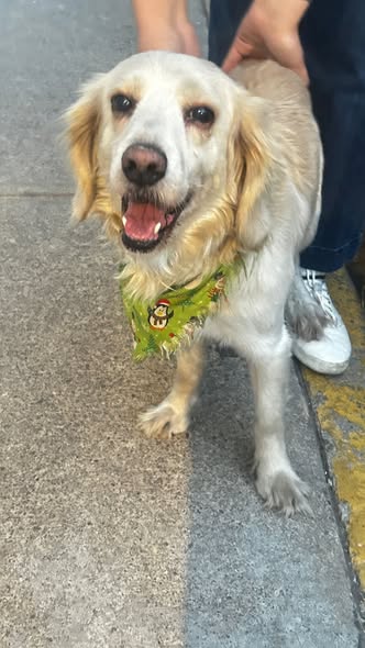 Foto del avistamiento de perro