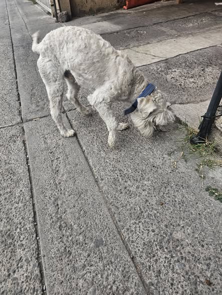 Foto del avistamiento de perro
