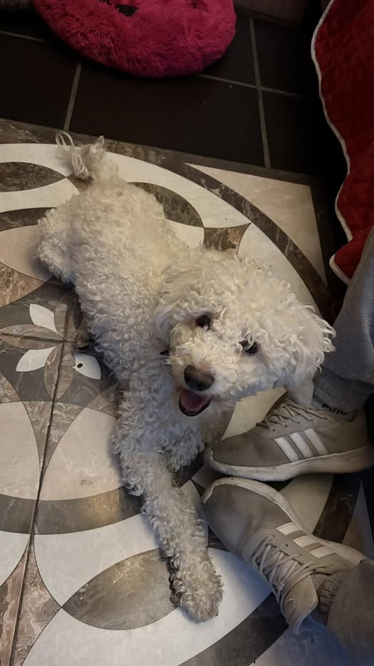 Foto del avistamiento de perro