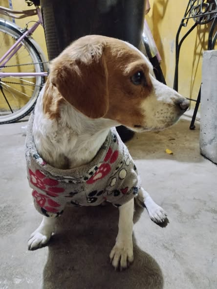 Foto del avistamiento de perro