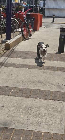 Foto del avistamiento de perro