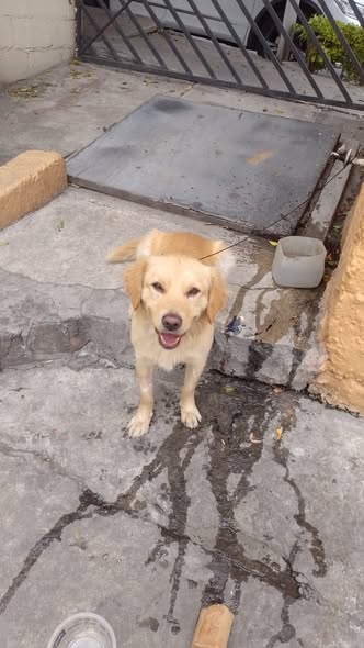 Foto del avistamiento de perro