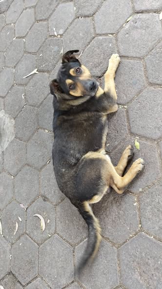 Foto del avistamiento de perro