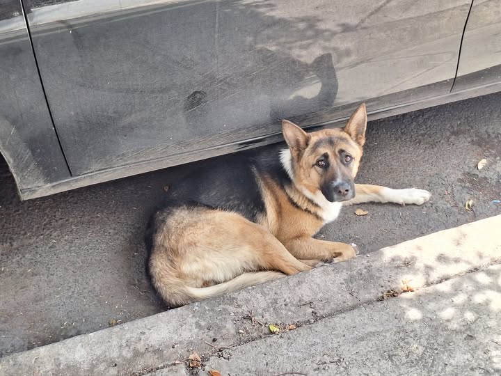 Foto del avistamiento de perro