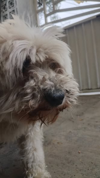 Foto del avistamiento de perro