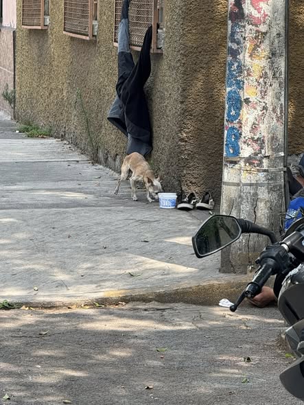 Foto del avistamiento de perro