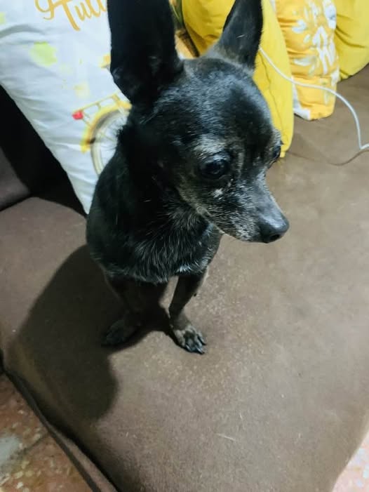 Dog sighting photo