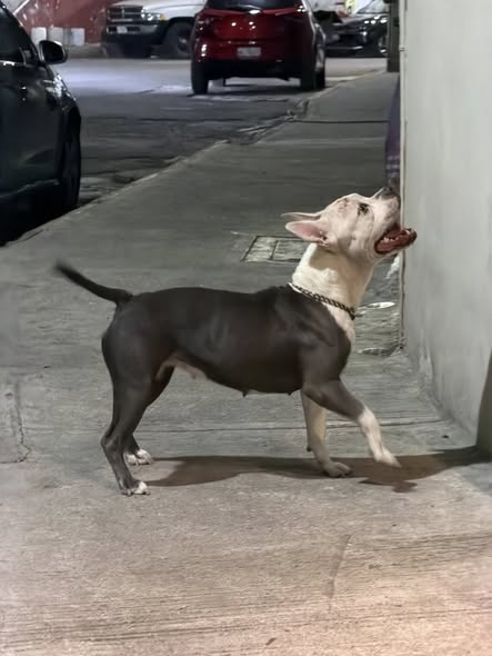 Foto del avistamiento de perro