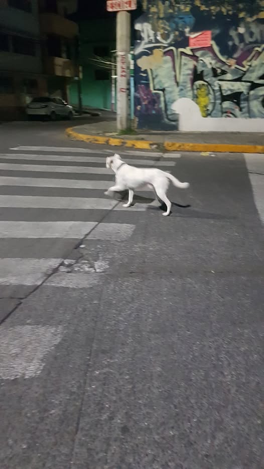 Dog sighting photo