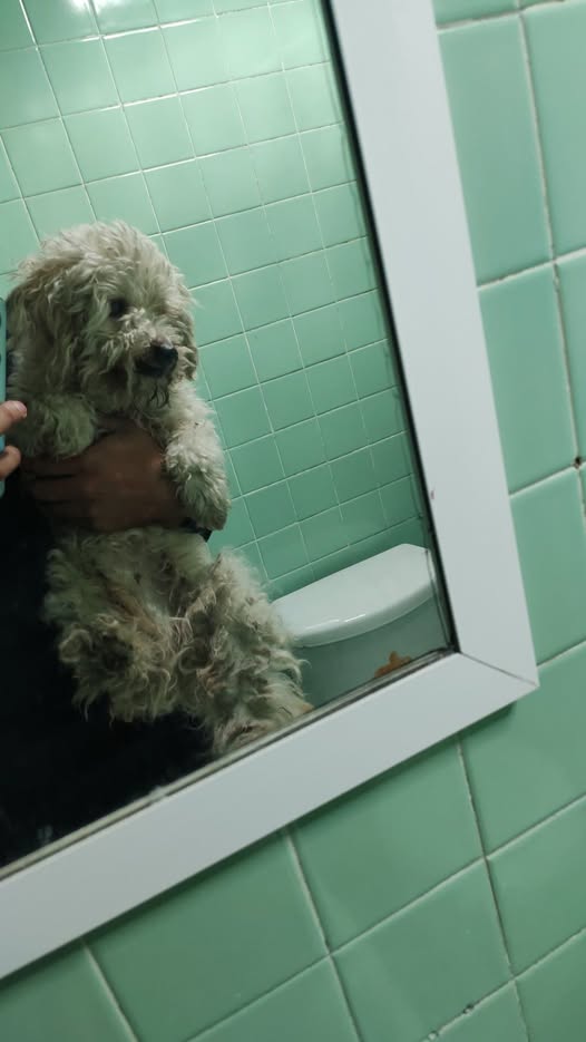 Foto del avistamiento de perro