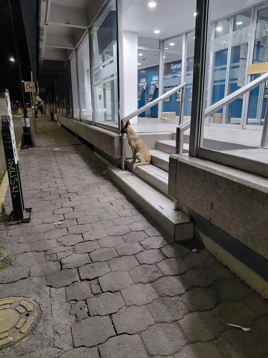 Dog sighting photo