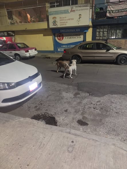 Foto del avistamiento de perro