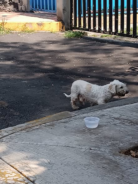 Foto del avistamiento de perro
