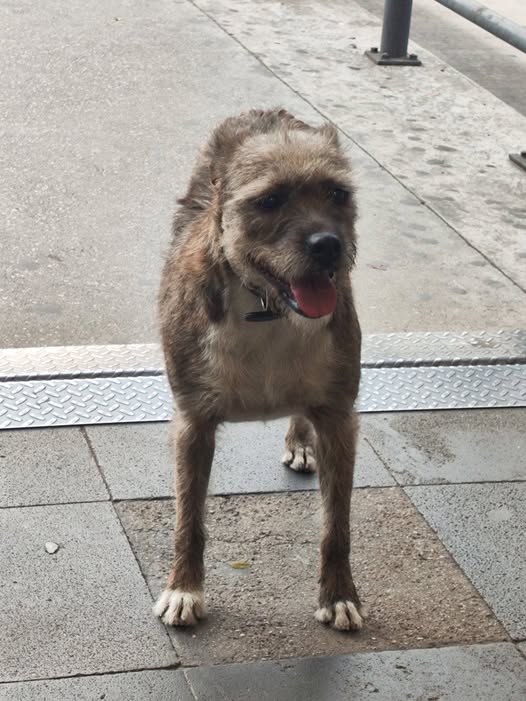 Foto del avistamiento de perro