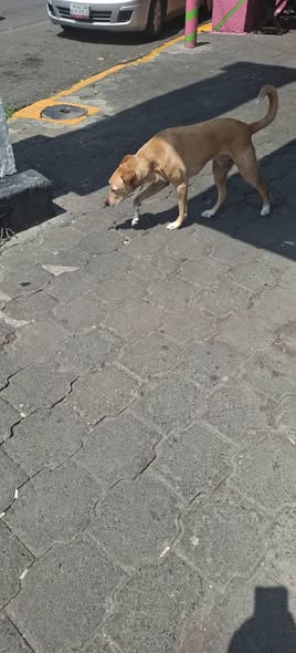 Foto del avistamiento de perro