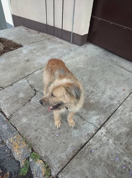 Dog sighting photo