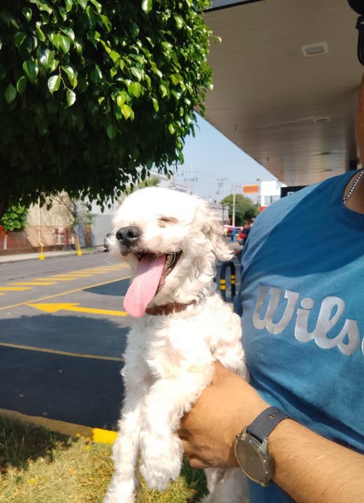Foto del avistamiento de perro