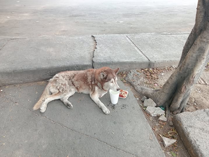 Dog sighting photo