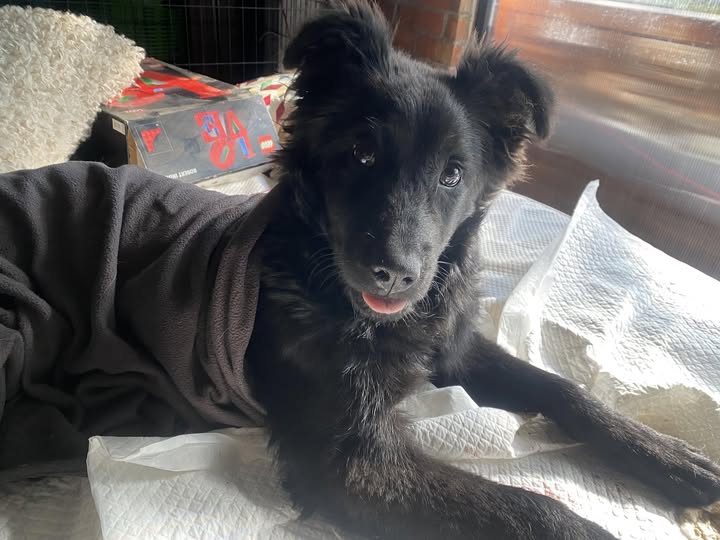 Foto del avistamiento de perro