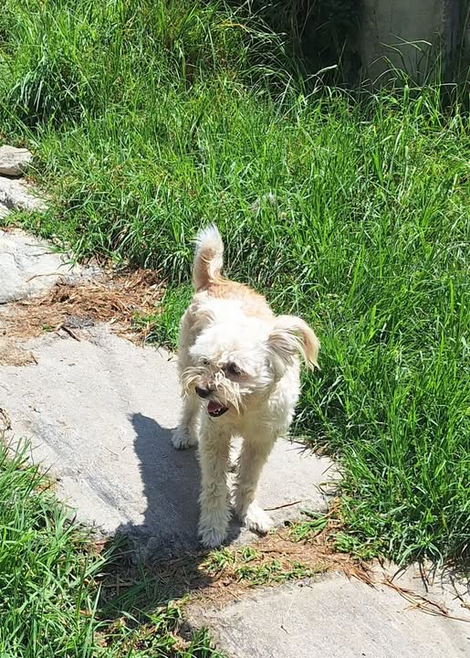 Foto del avistamiento de perro