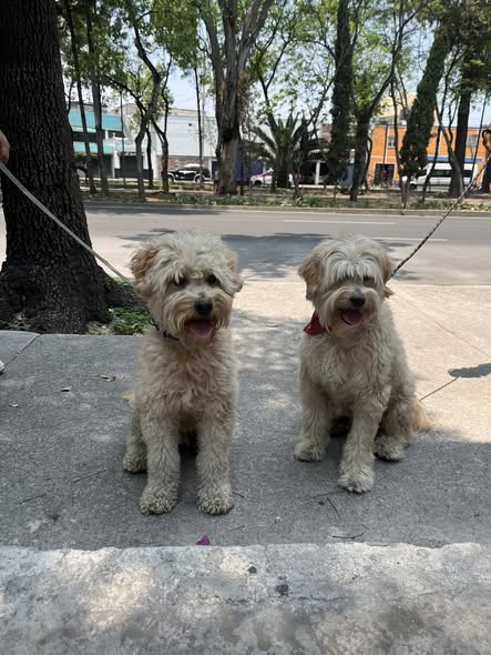 Dog sighting photo