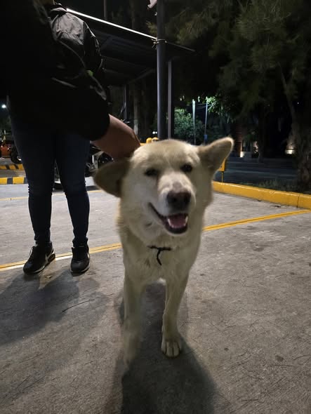 Foto del avistamiento de perro